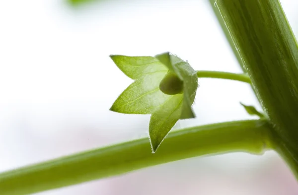 A small tomatillo fruit developing inside its green calyx