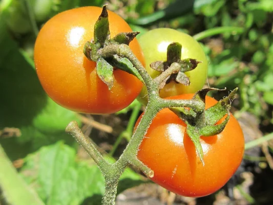 Orange cherry tomatoes ripening on a green truss