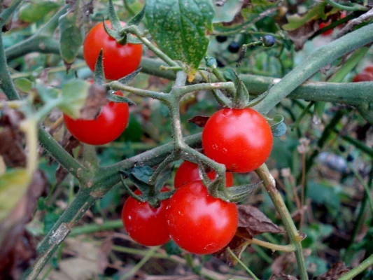 Small red cherry tomatoes hanging from branching stems