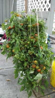 A hanging basket of trailing tomatoes identified by the source as Tumbling Tom