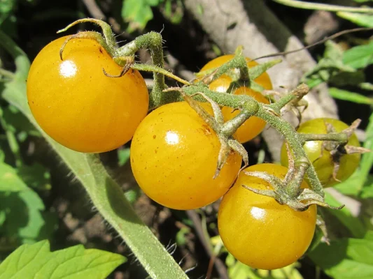 Yellow cherry tomatoes with green sepals on a truss