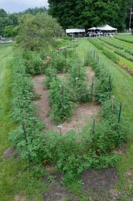 Outdoor cherry tomato plants arranged in planted rows with walking paths