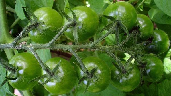 Close view of a cluster of unripe green cherry tomatoes
