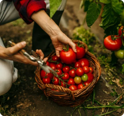 A gardener using secateurs while gathering tomatoes into a basket