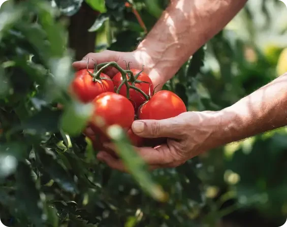 Hands holding a cluster of ripe tomatoes on the vine