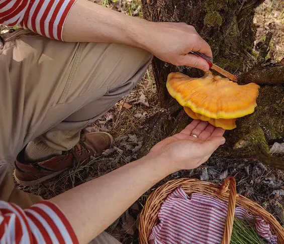 Hands examining a yellow bracket fungus growing on a tree trunk