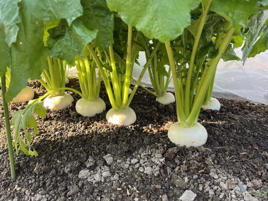 White turnip roots swelling above the soil beneath green leaves