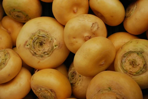 Yellow turnip roots displayed together