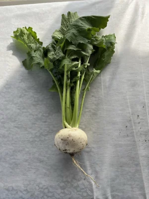 A white turnip with its leafy top and tapering root