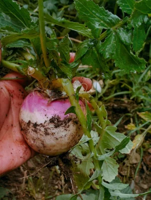 A hand holding a freshly harvested purple-topped turnip