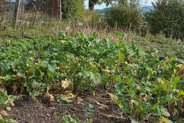 A bed of turnips growing outdoors in autumn