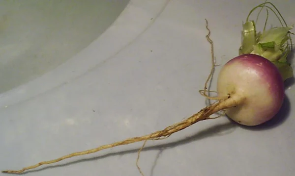 A purple-topped turnip with a long slender taproot