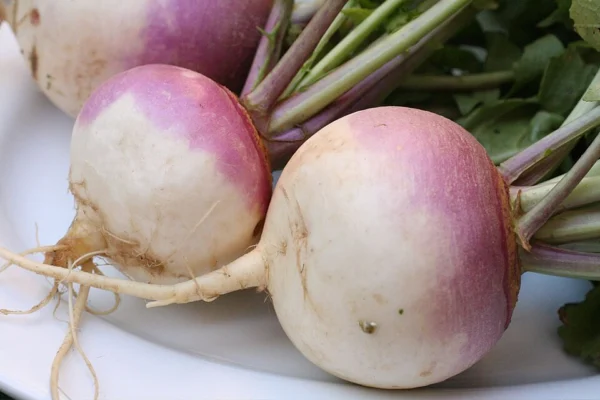 Fresh purple-topped white turnips with green stems