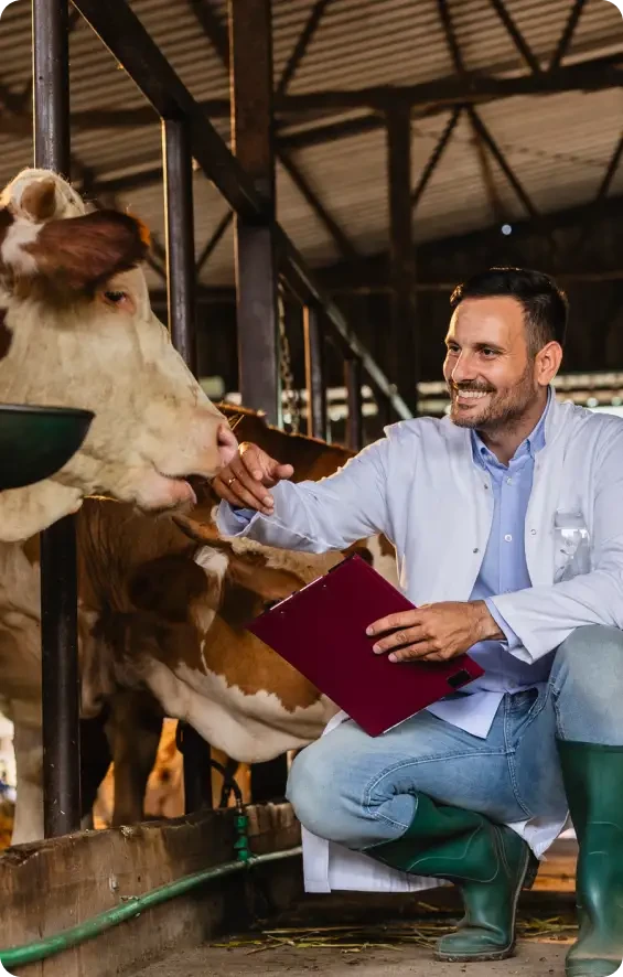 Vet patting a brown and white cow in a wooden barn while holding a burgundy folder