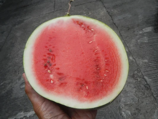 A cut Sugar Baby watermelon showing red flesh and pale rind
