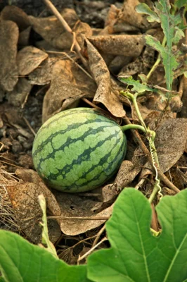 A striped watermelon developing on the ground among its vines