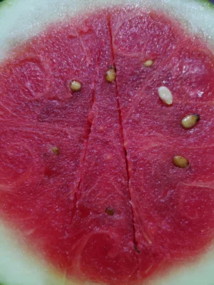 Close view of cut red watermelon flesh and seeds