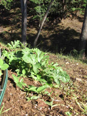 A watermelon plant spreading leafy vines across a garden bed