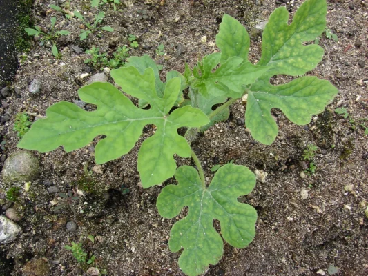 A young watermelon plant with deeply lobed green leaves