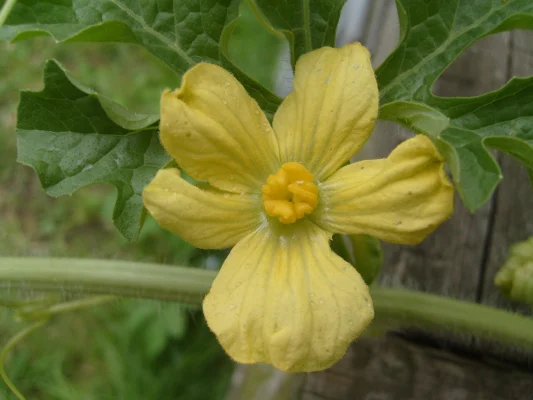 A yellow watermelon flower viewed close up
