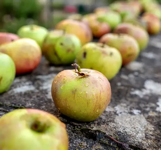 Freshly picked apples laid across a weathered surface
