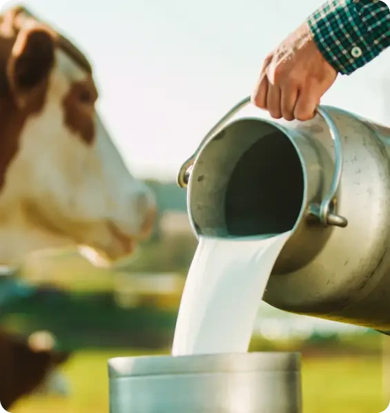Milk being poured from a metal pail beside a cow