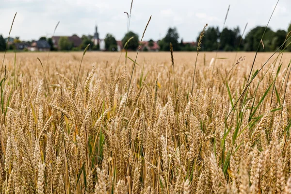 Ripe wheat ears in a field near Hausdülmen in Germany