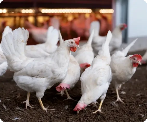 White hens gathered in a farm enclosure