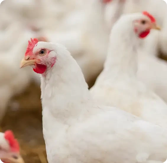 White hens resting together