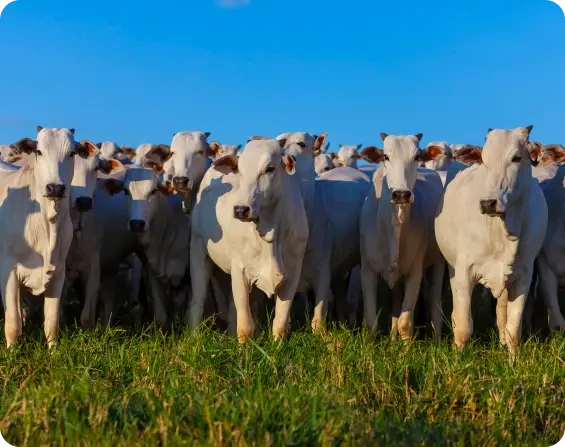 Herd of pale cattle standing together in a field