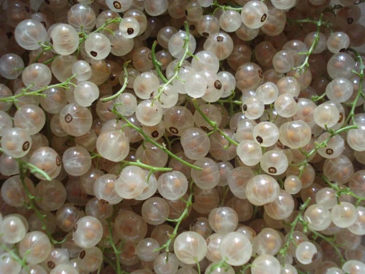 Harvested translucent whitecurrants with their thin green stalks
