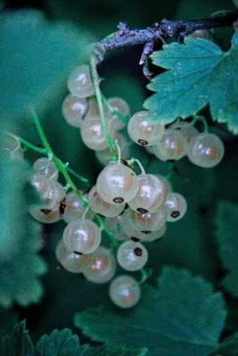 A close view of whitecurrant berries hanging beside lobed leaves