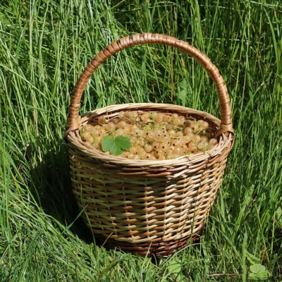 A wicker basket of whitecurrants standing in grass