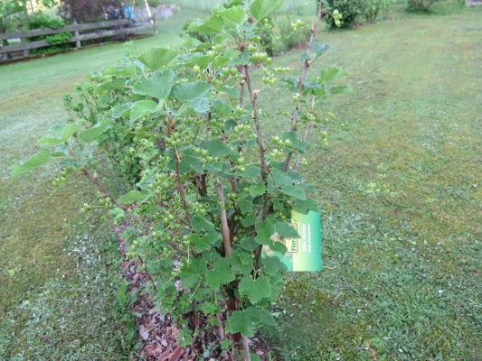 A young whitecurrant bush carrying small green immature fruit in spring