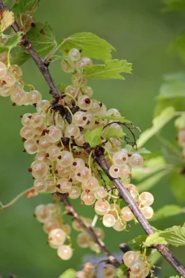 Pale whitecurrant berries hanging from a leafy branch in Sweden