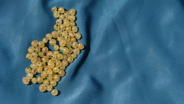 Harvested whitecurrant strigs arranged on a blue fabric background