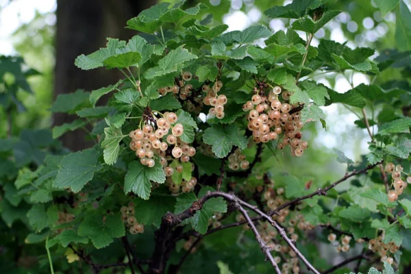 Whitecurrant clusters hanging among lobed green leaves