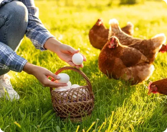 A person holding eggs beside a basket and hens in grass