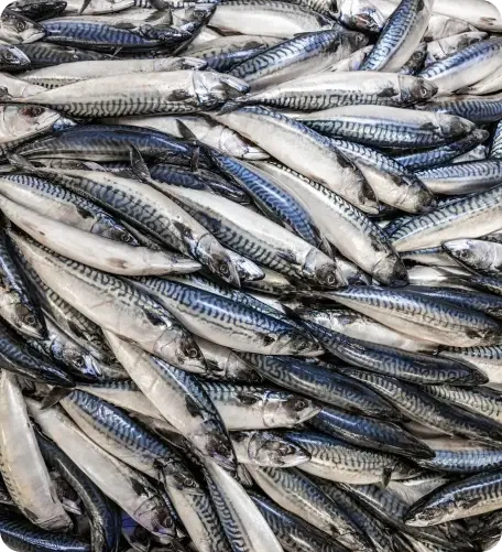 Fresh whole fish piled together