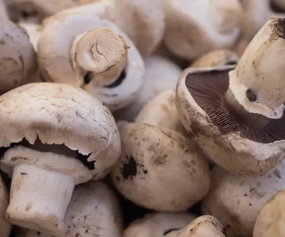 Close view of white mushrooms showing their caps, stems and gills