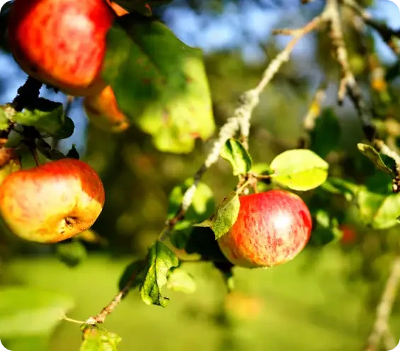 Red and yellow apples growing on a leafy branch