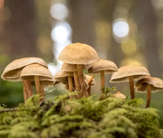 A group of pale brown mushrooms growing among moss
