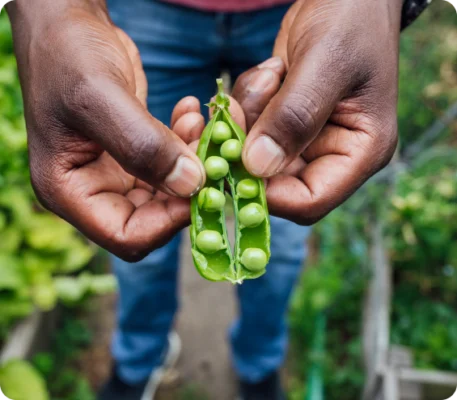 Hands opening a fresh green pea pod
