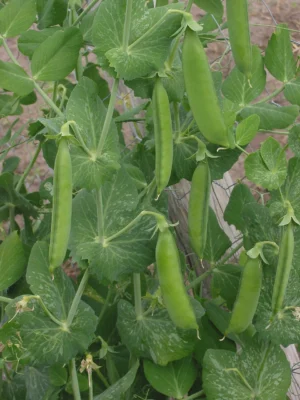 Green pea pods hanging among leaves and tendrils