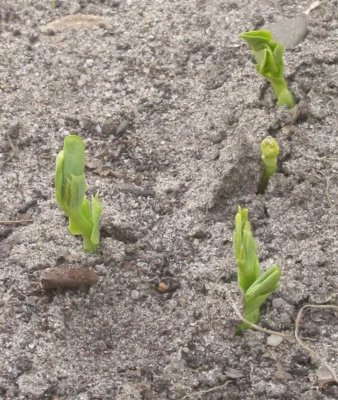 Newly emerging Kelvedon Wonder pea seedlings