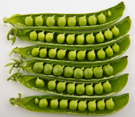 Opened pea pods showing rows of green peas