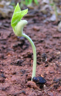 A young pea seedling emerging above the soil