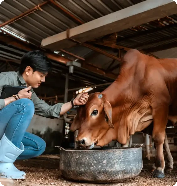 Person stroking a cow while it feeds in a barn