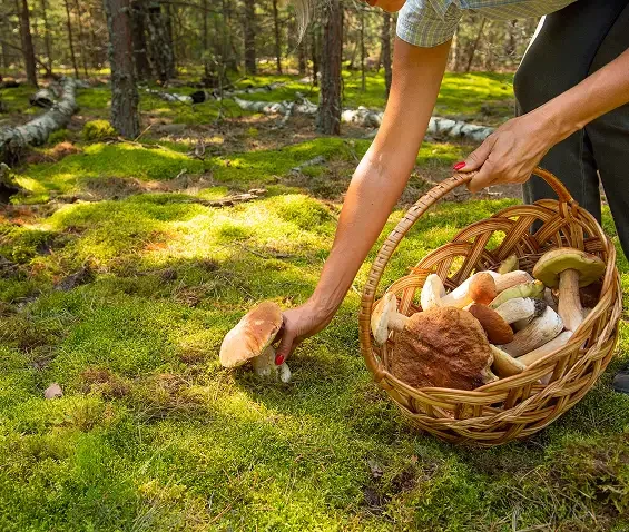 A person reaching towards a mushroom while holding a filled basket