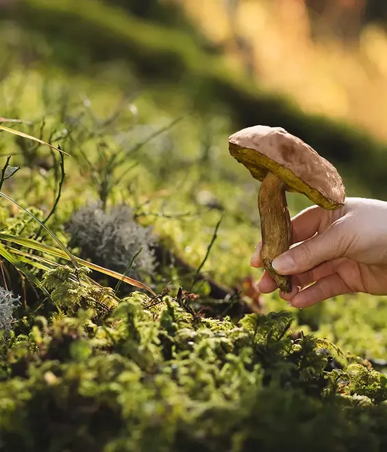 A hand holding a brown mushroom above a mossy woodland floor